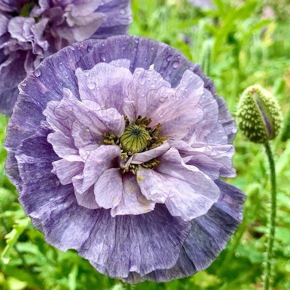 ππ€ππ΄ππ€ππ΄ππ€ππ΄ππ€ππ΄ - Picture 6 of 13